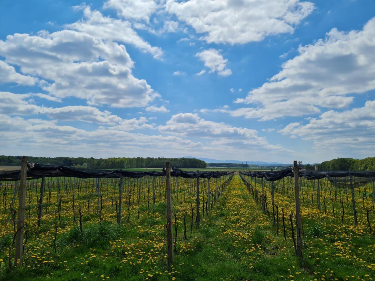Wine Paradise Glavinic Miklavz pri Ormozu Exterior foto